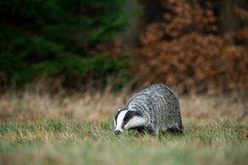 A Eurasian badger moves cautiously across a grassy clearing at the edge of a dense forest. Its distinctive black-and-white markings stand out against the deep green backdrop of woodland vegetation.
