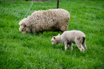 Grazing sheep and lamb in the Yarra Valley - Yering, Victoria, Australia