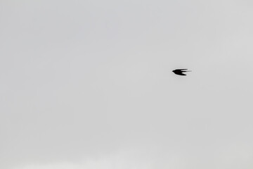 Bird Silhouette in Minimalist Sky