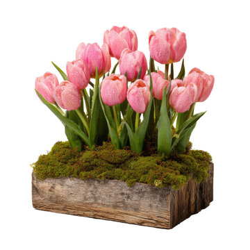 Pink tulips growing in rustic wood planter with moss, transparent background