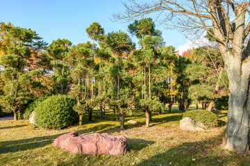 Garden in old Japanese Tokugawa Shogun residence of Nijo castle in Kyoto, Japan