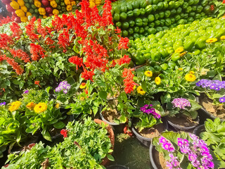 Beautiful multicolour fresh flowers shown at Noida Flower show held at Delhi NCR every year, Fresh flowers and green natural herbs at annual flower show