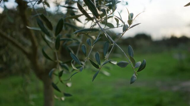 Olive tree branch with green leaves outdoors in sunny mallorca spain garden landscape.