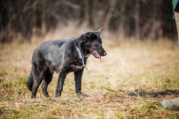 Rescued foster dog have obedience training  in a muddy meadow