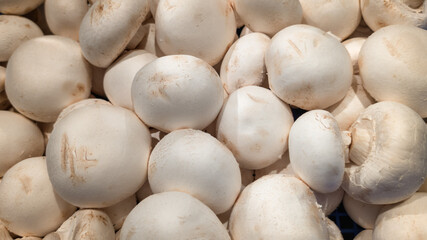 Fresh white mushrooms close-up background