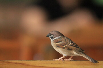 Sparrow sitting on a wooden table. Selective focus and shallow depth of field.
