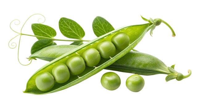 Fresh green peas bursting from their pods, a vibrant healthy snack, perfect for culinary creations, adding a touch of garden freshness today