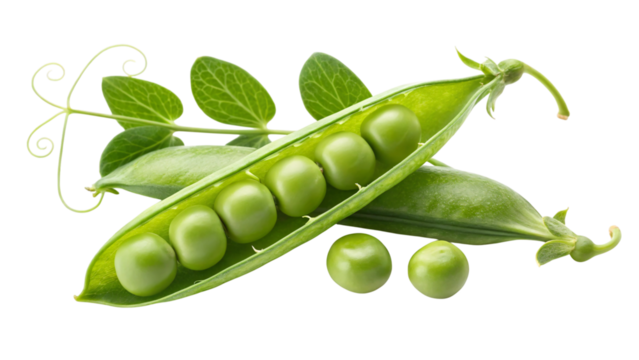 Fresh green peas bursting from their pods, a vibrant healthy snack, perfect for culinary creations, adding a touch of garden freshness today