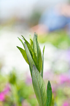 Blue dogbane new leaves - Latin name - Amsonia tabernaemontana