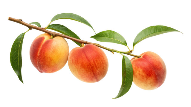 Fresh peach branch with juicy ripe fruit and vibrant green leaves ready for summer recipes and healthy eating promotions