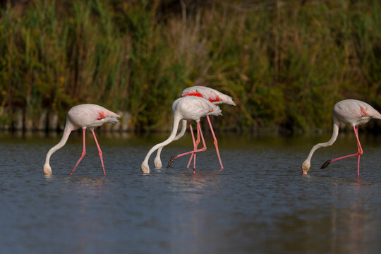 Greater flamingos (Phoenicopterus roseus) feeding in the shallow water of a lagoon in the Camargue, France. - Powered by Adobe