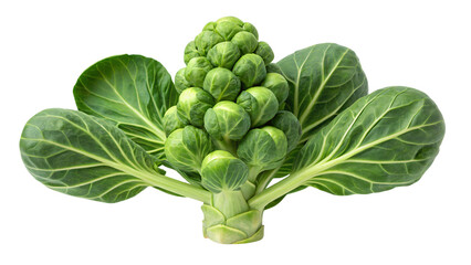 Fresh brussels sprout, perfect for healthy cooking recipes and vibrant vegetarian dishes, ideal for food blogs and nutritional content