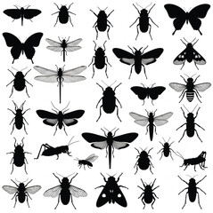 collection of insects