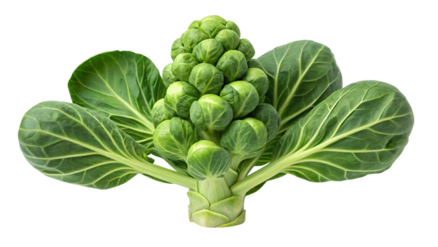 Fresh brussels sprout, perfect for healthy cooking recipes and vibrant vegetarian dishes, ideal for food blogs and nutritional content