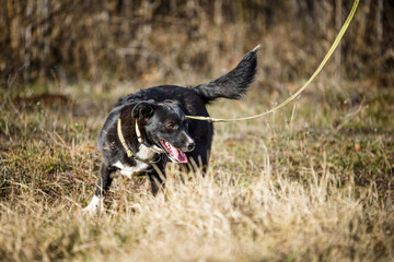 Rescued foster dog have obedience training  in a muddy meadow