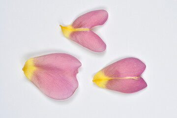 Three pink and yellow rose petals, two resembling a heart shape, are scattered across a clean, white background
