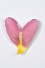 A single heart-shaped flower petal with pink and yellow gradient coloring is isolated on a plain white background