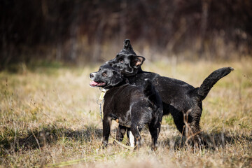 Two black rescued dogs on the muddy meadow