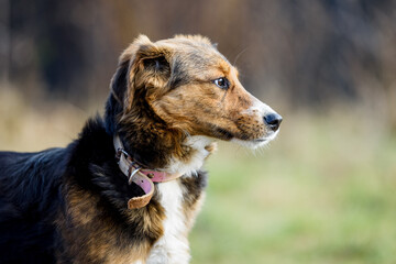 Colorful rescued foster dog during obedience training  in a muddy meadow
