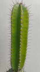 cactus on a green background