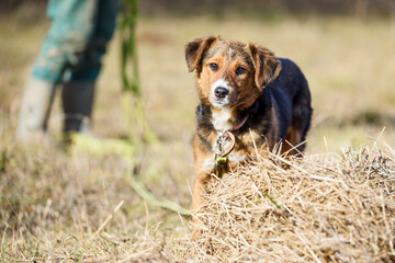 Colorful rescued foster dog during obedience training  in a muddy meadow
