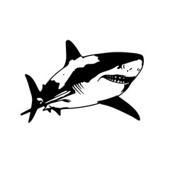 shark vector illustration