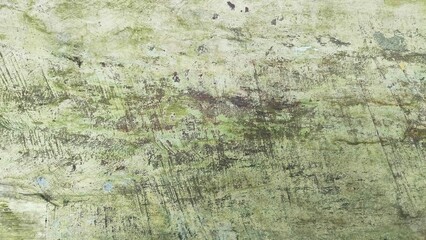 Obraz premium old wood texture. Top view of wood vein cut. light brown white textured tree trunk with veined inner surface. Close up of wood texture