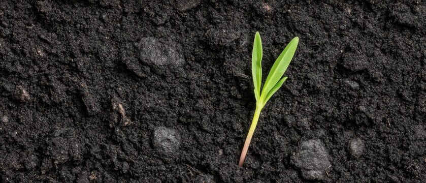 New green sprout emerging from rich dark soil, symbolizing growth, renewal, and the start of life in nature.