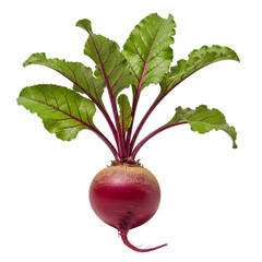 Organic Beetroot with Leaves Freshly Harvested Isolated on White
