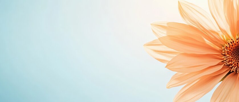 Delicate peach flower petals unfurl gently against a soft, pale blue sky with gentle sunlight.