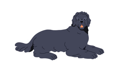 Dog lying. Large Newfoundland, big canine breed, pedigree with fluffy fur. Smart doggy resting, looking with head turned. Loyal pet watching. Flat vector illustration isolated on white background