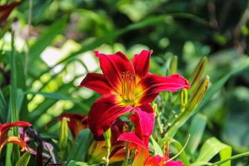 Vibrant Red and Yellow Daylily Blooming in Summer Garden