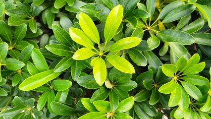 green leaves background