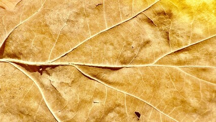 close-up macro photograph of golden autumn leaf revealing intricate vein patterns and translucent...