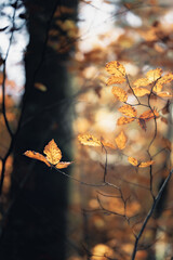 Vertikale Nahaufnahme von dünnen Ästen mit leuchtenden, gold-orangefarbenen Herbstblättern im Gegenlicht
