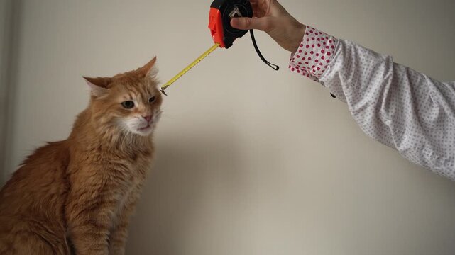 Curious ginger cat with fluffy fur investigates a retractable tape measure held by a hand, then loses interest and gazes away against a simple indoor background, playful and adorable