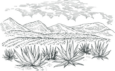 Hand drawn agave field panoramic landscape in engraved monochrome style. Vintage vector illustration.