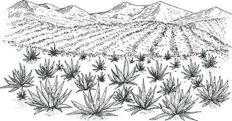 Agave field panoramic landscape in hand drawn engraved monochrome style. Vintage vector illustration.