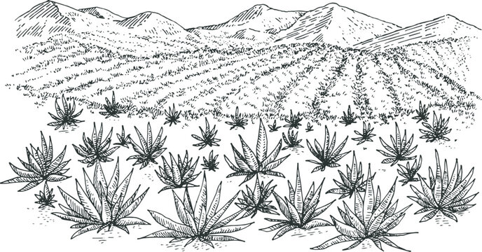 Agave field panoramic landscape in hand drawn engraved monochrome style. Vintage vector illustration.