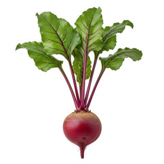 Raw Beetroot with Leafy Greens Isolated for Culinary Projects
