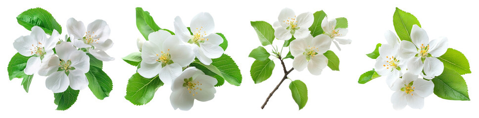 Fototapeta premium PNG Delicate white apple blossoms arrangement, element set on transparent background