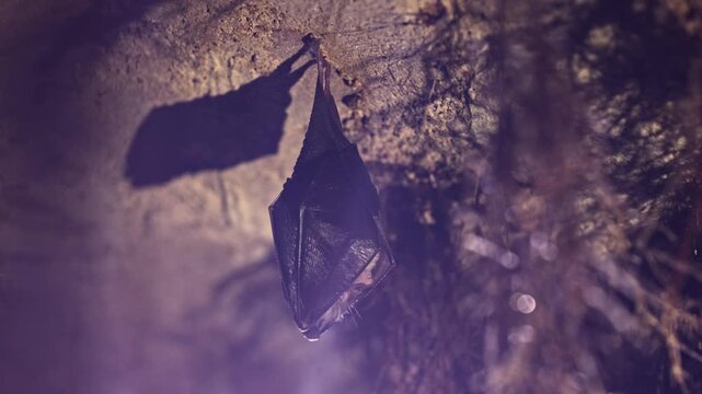 Close up small lesser horseshoe bat covered by wings, hanging down on top of by roots growth arched cellar ceiling while hibernating. Creative wildlife take. Creatively illuminated blurry background.