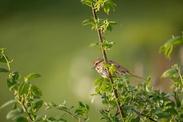 Delightful song sparrow perched serenely on a leafy branch in the warm sunlight, perfect for nature lovers and birdwatching enthusiasts