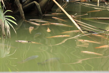 Koi fish in the pond with reflection of green leaves, Thailand.