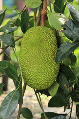 Green jackfruit hanging on the tree in the garden, Thailand, Asia