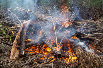 Controlled burn burning dry branches and brush in forested area with visible flames and smoke
Keywords: