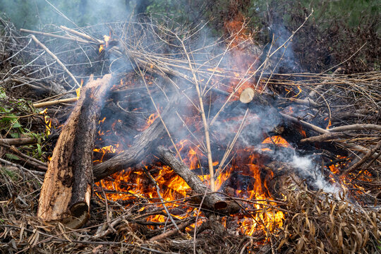 Controlled burn burning dry branches and brush in forested area with visible flames and smoke
Keywords: