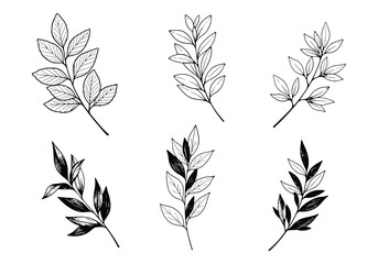 A collection of delicate hand drawn leaf illustrations in black and white