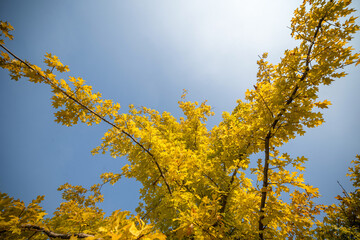 Capturing the Vibrant Golden Canopy Beneath a Clear Blue Sky
