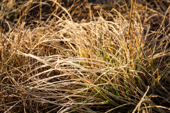 Longues feuilles d'herbes sauvages s&eacute;ch&eacute;es, givr&eacute;es et dor&eacute;es au soleil d'automne, mouvement des feuilles de la droite vers la gauche, vue en gros plan